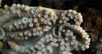 Головоногие моллюски: описание, строение, интересные факты